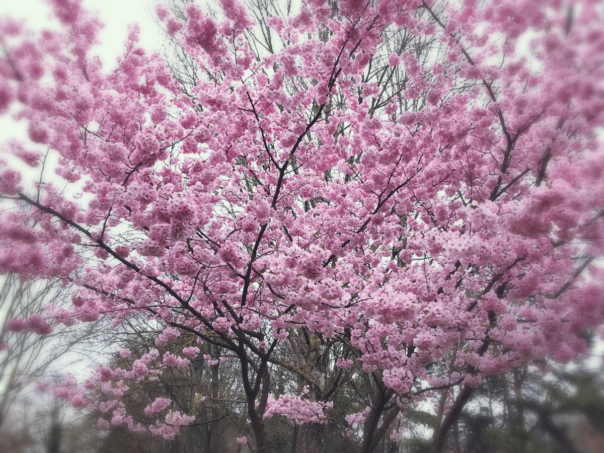 Footing matinal. Nombreux runners. <a href="/mulhouse/">Ville de Mulhouse</a> ville de #running une réalité qui s'impose de plus en plus. Le <a href="/semimulhouse/">SemimarathonMulhouse</a>, bientôt !