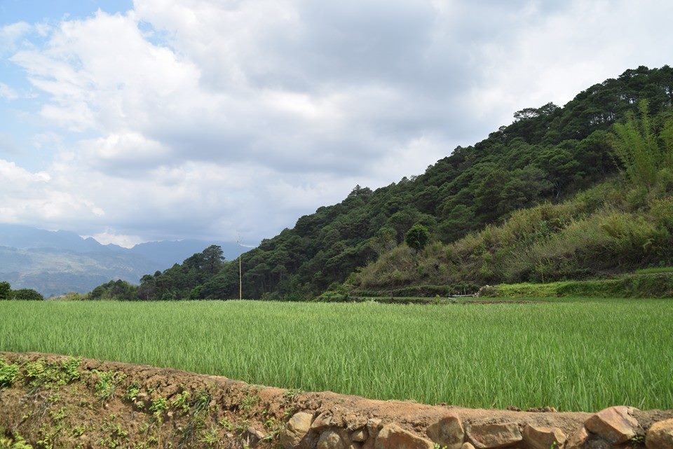 KiosiHomestay's tweet photo. You've arrived when you see the #rice #fields by the road!RETWEET
#INDIGENOUS #nature #Philippines #travel #ecotourism
by:MavicWooden/Fb https://t.co/OUOUQLaPGq