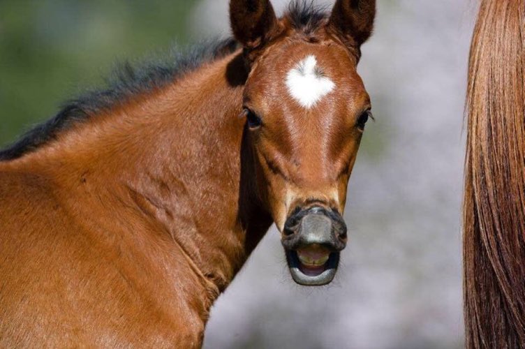 GilgaiFarm's tweet photo. #Jameka2012 #MagicGrass https://t.co/qGckgOnbC3