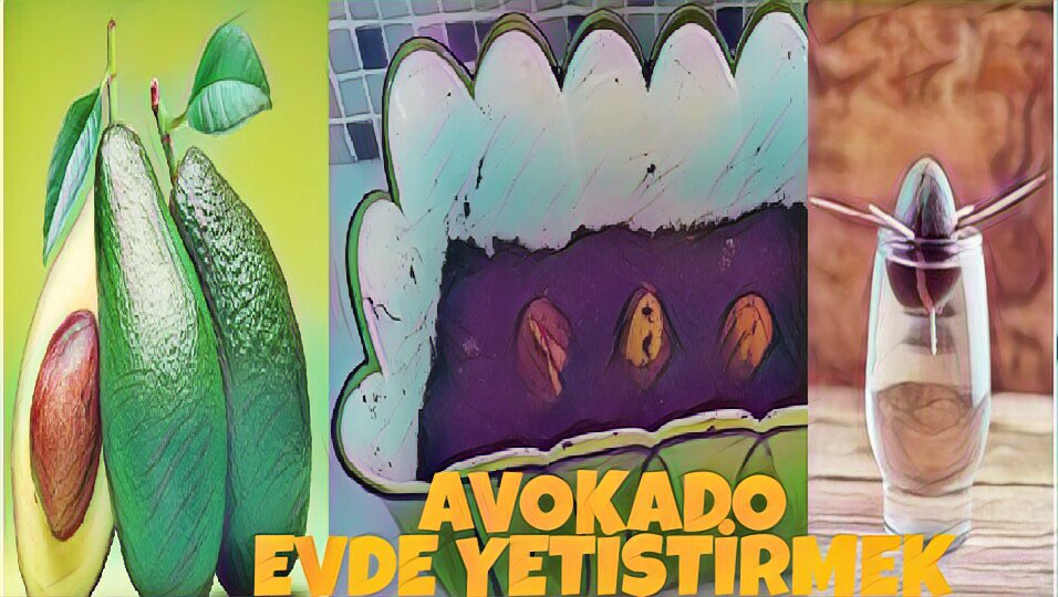 emrahef1's tweet photo. AVOKADO YETİŞTİRME🌿🌿
#avocado #nasılyapılır #howmade #tree #seed #tohum
#SimdiAntalyaZamani
#BirŞeySöyliyimMi
https://t.co/jy0t33a2Dp https://t.co/9GjForGza6