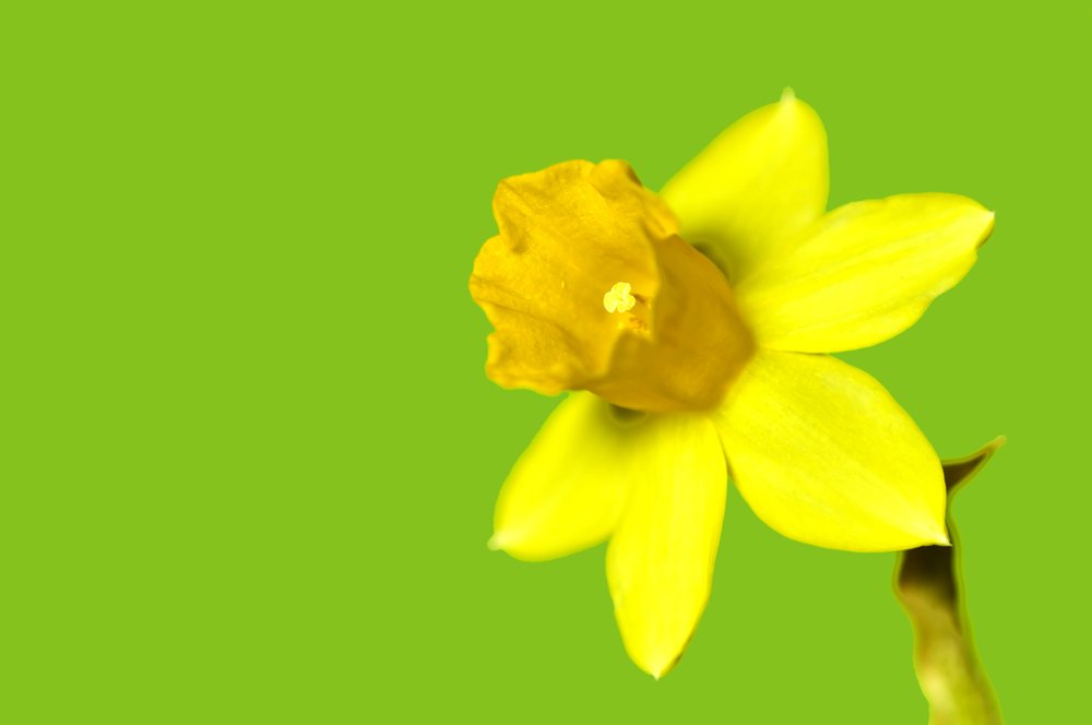 CalmerSolutions's tweet image. Spring cleaning, natural floor cleaner add 10dps lemon, 5 dps Eucalyptus #essentialoils 1/4 cup cider vinegar to warm water #calmersolutions