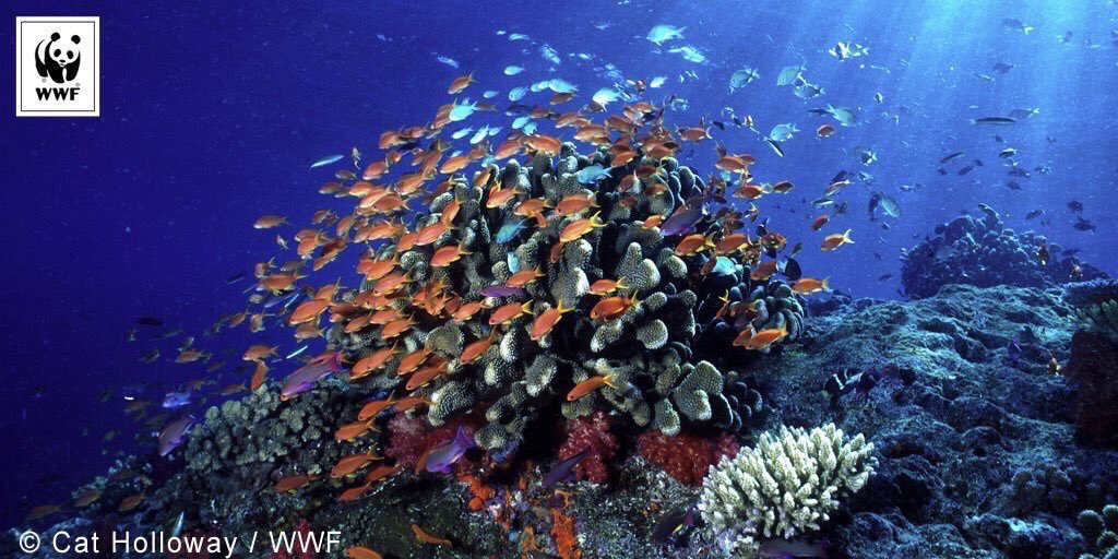 helpetSpain's tweet photo. El #CambioClimático amenaza con extinguir al 30% de las especies del planeta 🆘
Pero aún hay tiempo.
RT ¡ACTÚA! ❤🌍 Únete a la #HoraDelPlaneta https://t.co/0DwXsvbYcn