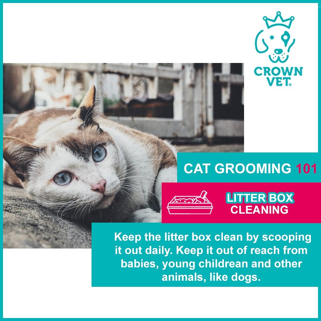 TheCrownVet's tweet photo. #crownvet #dailyfluff #petscorner #pawsome #furfriends #meow #catlovers #petcare #petcaretip #tipoftheday 🐈🐾 https://t.co/m9q5wrLzHl
