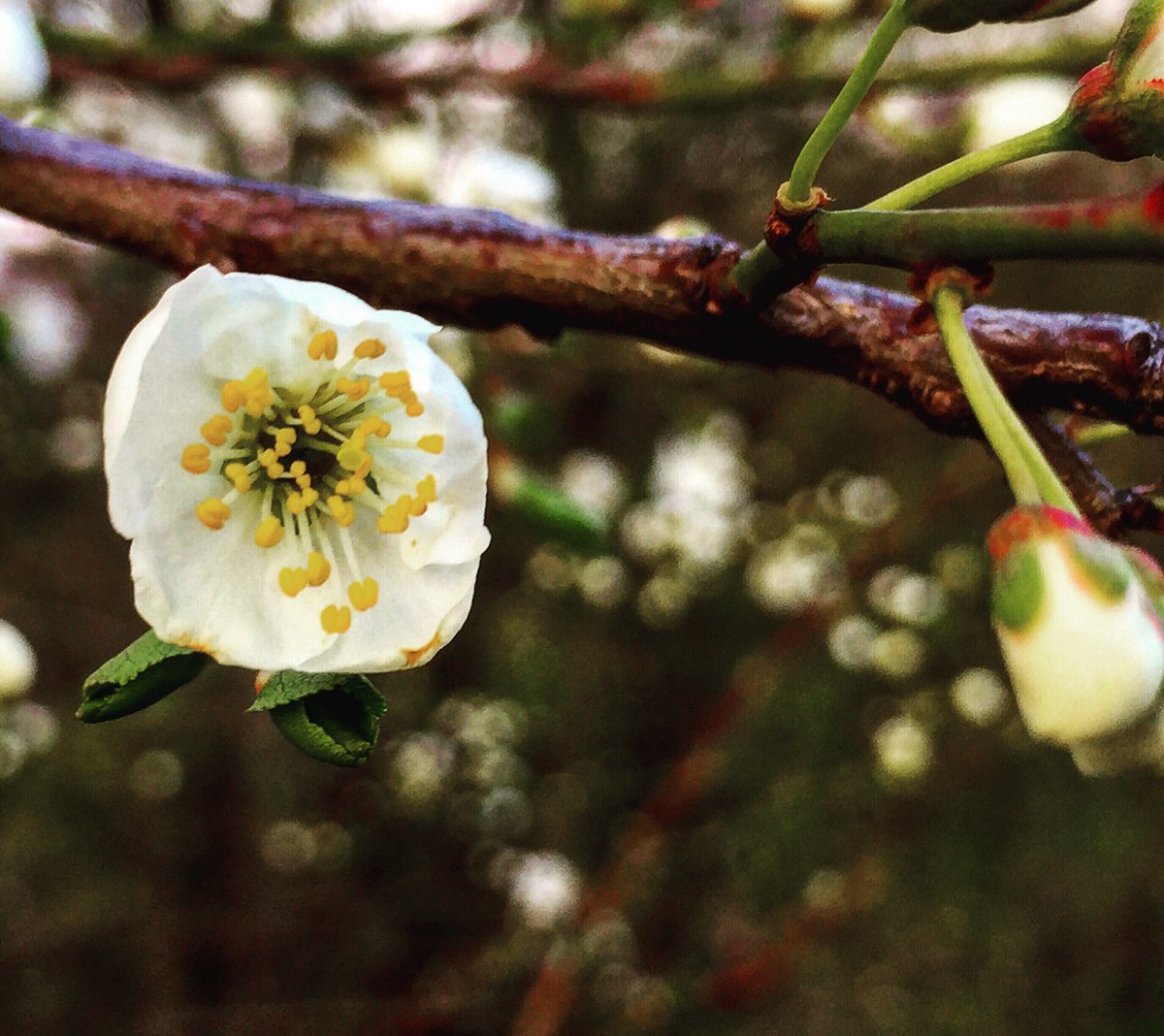 carlotafrodrig's tweet photo. Spring first signs! 😍🌸 #welcomespring #springday #firstspringday #germany 🇩🇪 #deutschland #badenwürttemberg #kirchheim #green #whiteflower https://t.co/Z23sgYMZlx