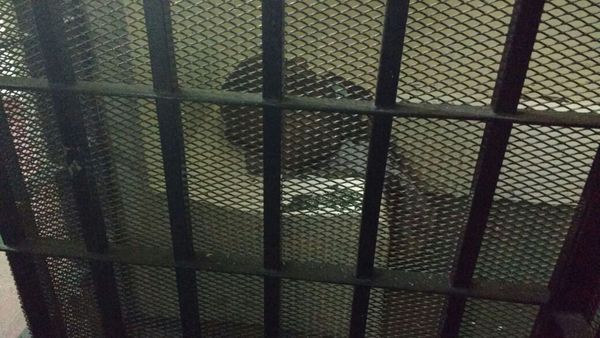 pets_celebrity's tweet image. Luego de un allanamiento policial, un #pitbull quedó tras las rejas

--&amp;gt;  celebritypets.net