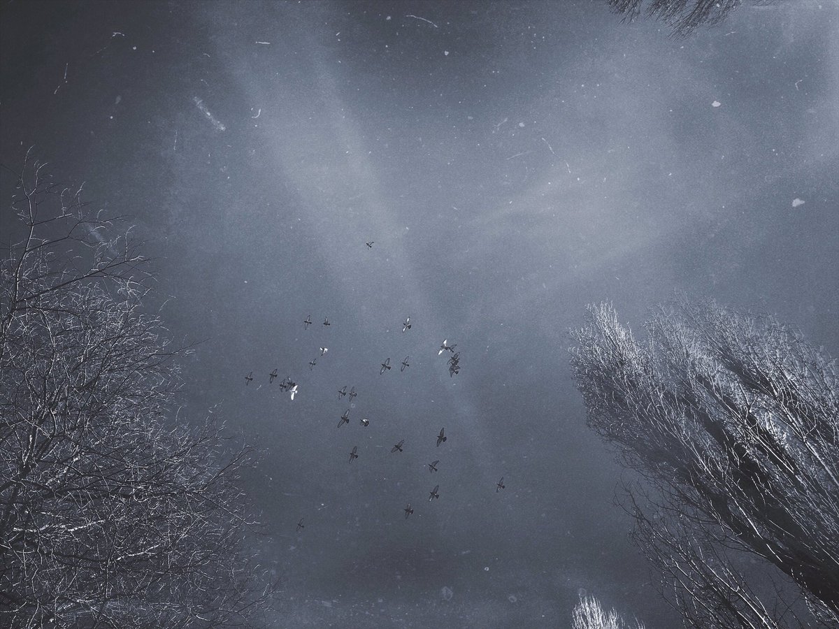 violetda's tweet image. 