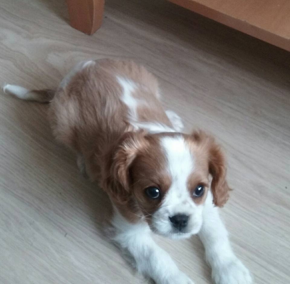 My new puppy carolinecairn.wordpress.com/2017/03/25/my-…