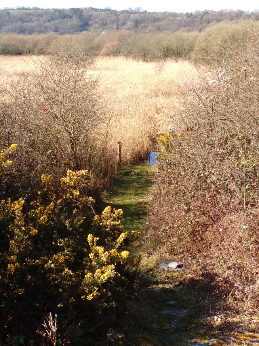 1st Willow Warbler singing #TeifiMarsh while the ringing group prepared net rides for the <a href="/_BTO/">BTO</a>  #CES season. Reserve looking good.