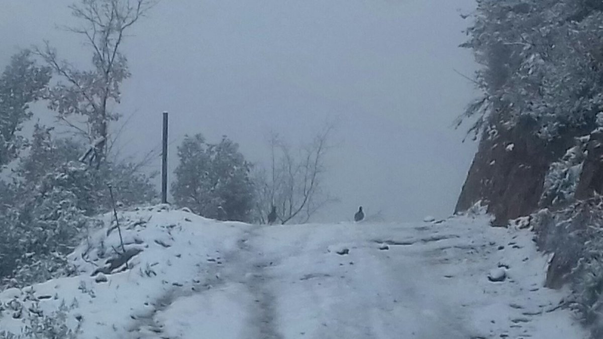 carles_vico's tweet photo. Avui la #nevada ens ha sorprès a tots #perdius #bosc #Berguedà https://t.co/uB70vccaYU