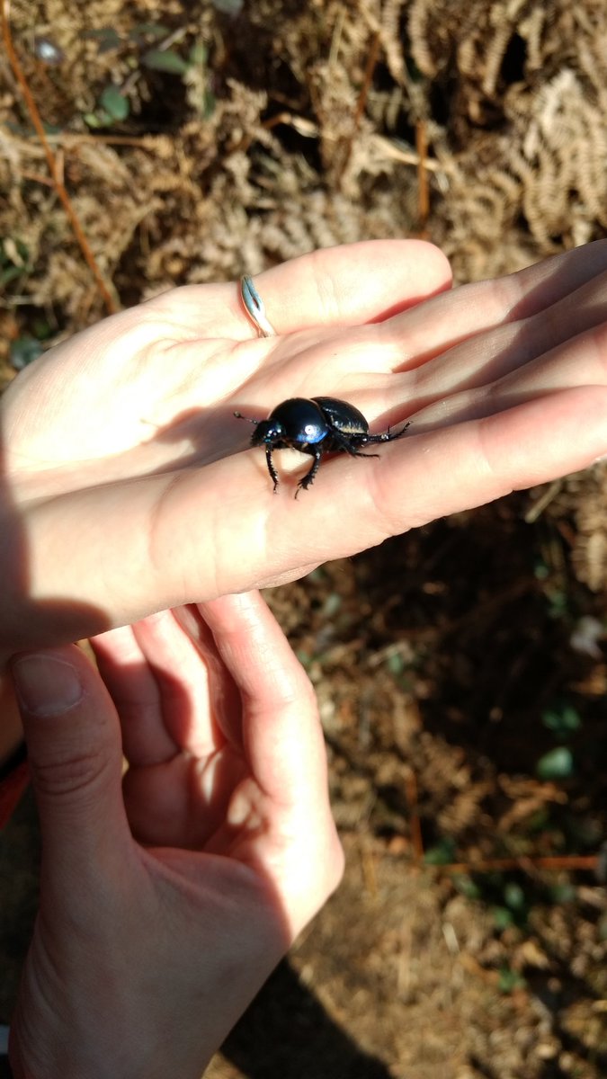 f_lasserre's tweet photo. Repérages #Sortir2017 @graine_idf : #carte #insectes #café #forêt... #EEDD https://t.co/uBH7QPhlXu