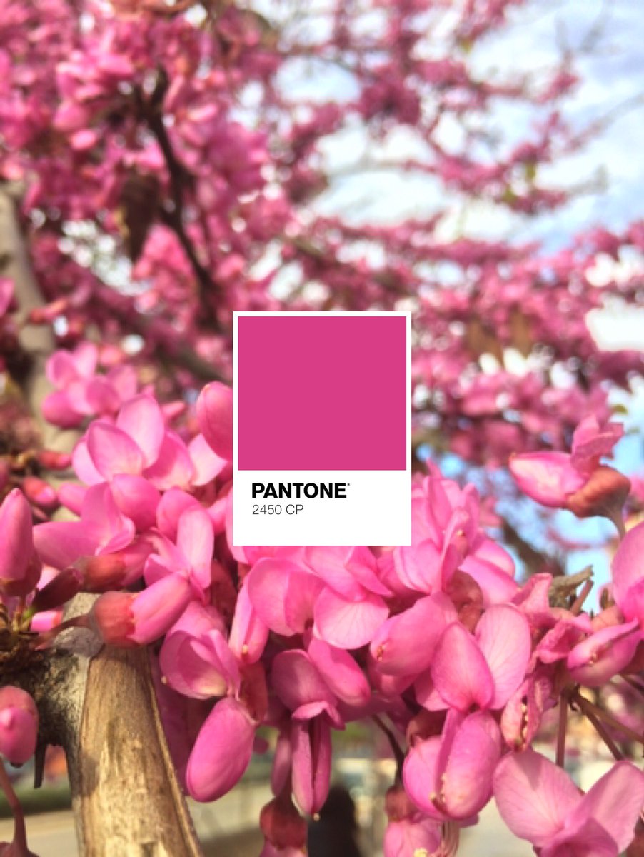 fffantone's tweet photo. Color of the day: Cercis siliquastrum pink
🌸🌸Spring is here!!!🌸🌸@pantone 
#color #cercis #pink #flower #tree #Spring #inspiro #art #palette https://t.co/ZTu7i2uKov