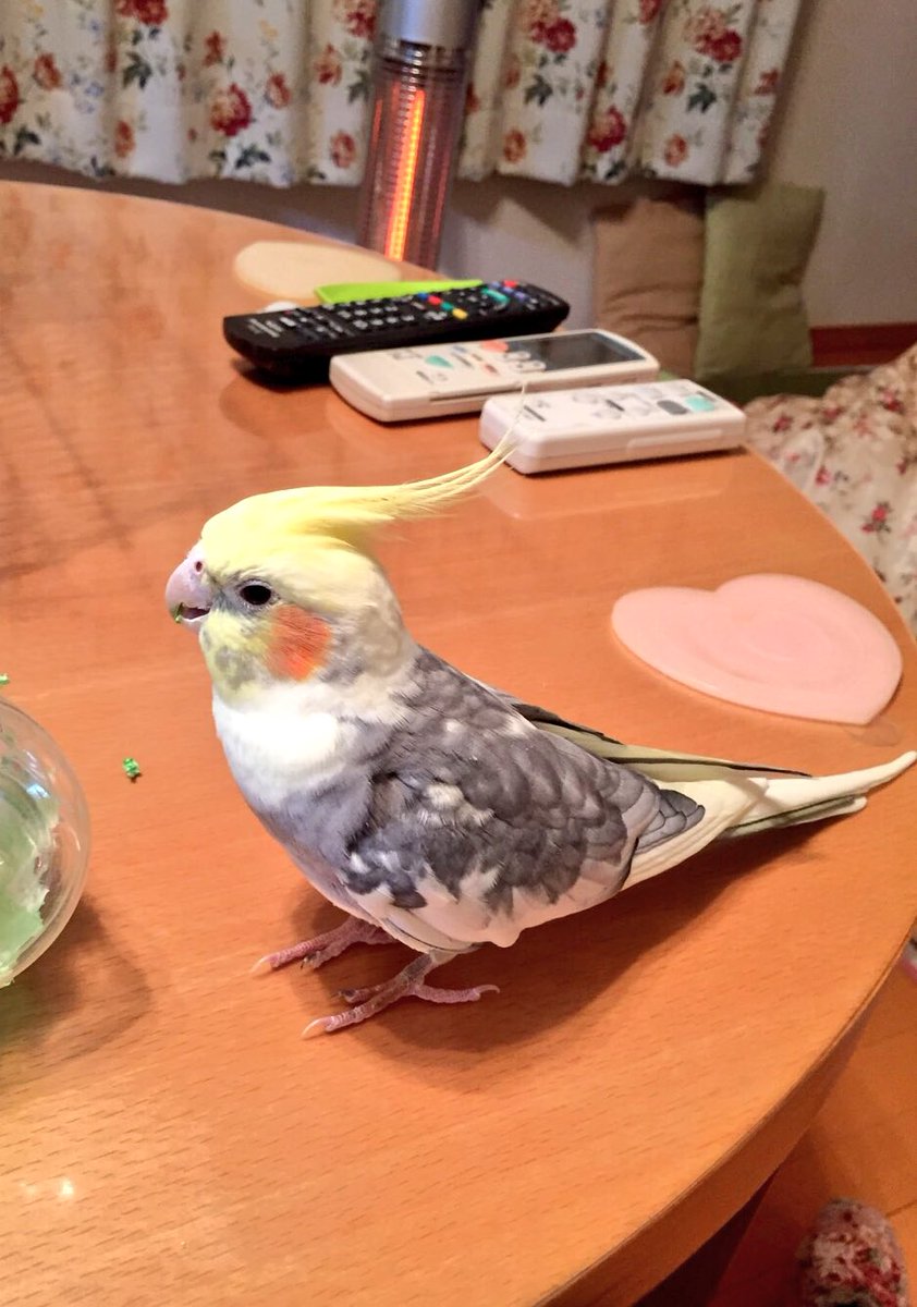 すぐり オカメインコのパイド 飼ってます ももちゃん です 親に聞いたところ 名前の由来は鳥もも肉らしいです どうしてそうなった 我が家の非常食とでも言うのだろうか とりあえず食べるとこは少なそうで美味しくないと思う 壁紙齧ったりして今日も元気