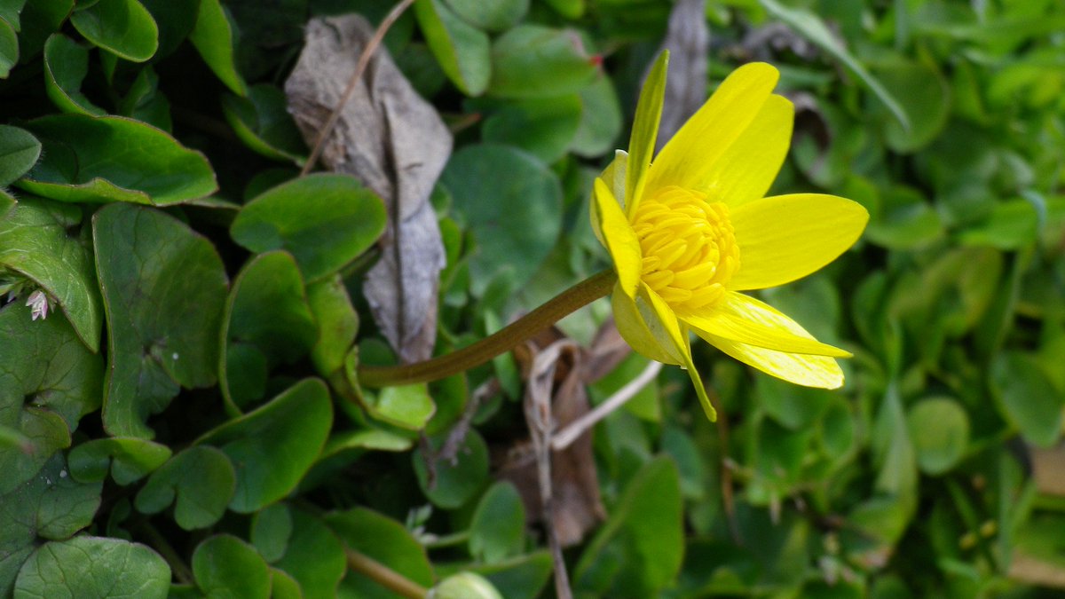 いしまる 黄色い花 春 17年3月25日福島江 花の名前はなんだろう
