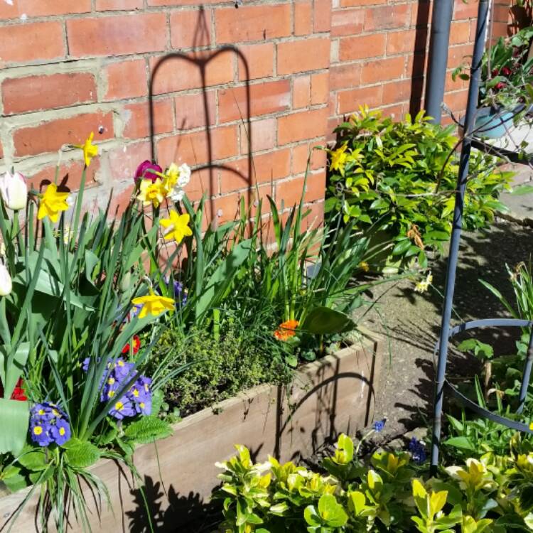 allotmentalice's tweet photo. Spring has sprung in my front garden #urbanspring #greeninggreybritain... via @gardentags https://t.co/fqfLIbc9zB