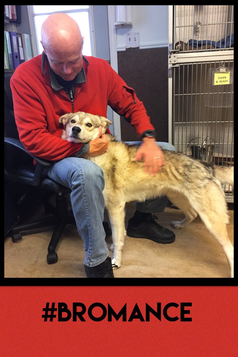Animatch_'s tweet image. Imega, 2.5yr, Husky, mellow temperament, friendly #adoptme