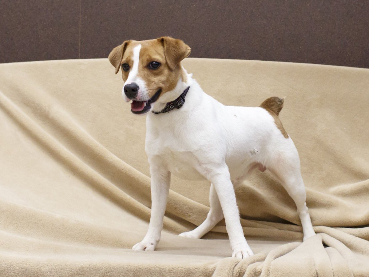Animatch_'s tweet image. Mask, 2yr Jack Russell, knows his basic commands and some agility training!! Super fun doggie! #rescueme