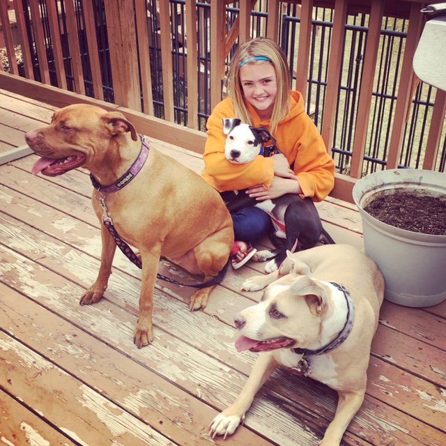 stacybswreal's tweet photo. Happy tails!!! Meet LOUIE. Two weeks ago, in need of foster, now with two siblings!!! (and his peeps too!) #pitbulladvocate #eapl https://t.co/I8N0f2j68S