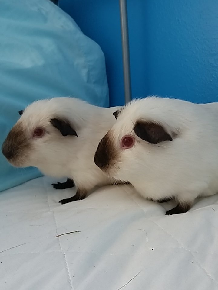 PoscarPups's tweet photo. My Human's child has my dinner in her room........🐭🐹🐭🐹 https://t.co/jHgIRNtlLT