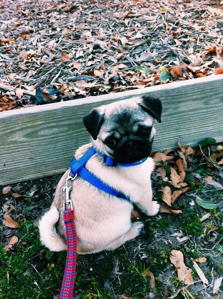 You can't tell me pug puppies aren't cute #latetonationaldogday