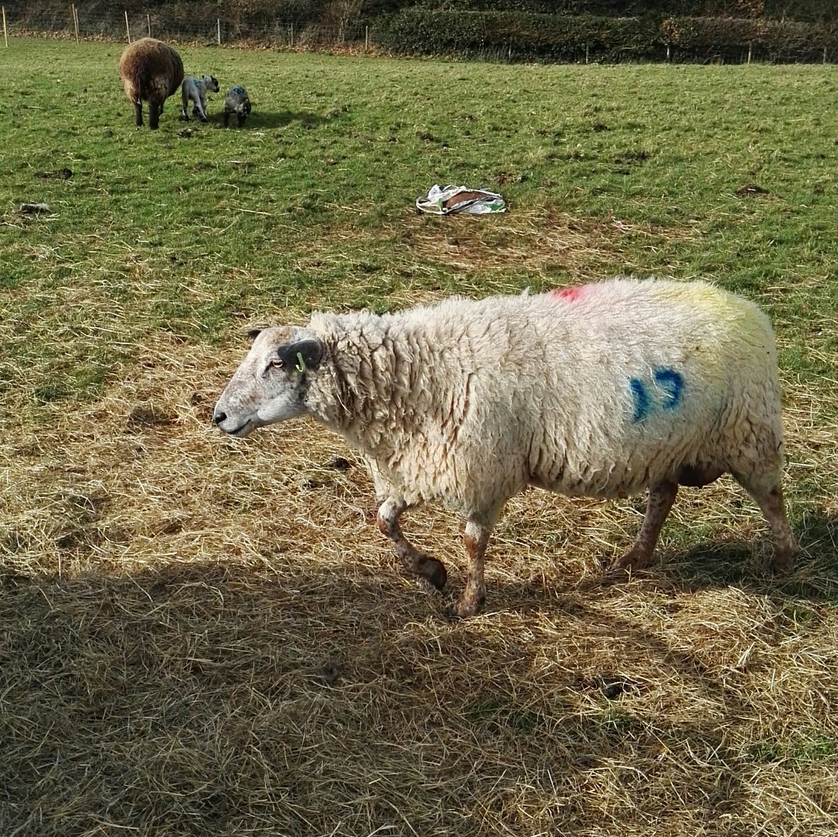 KJDevonLamb's tweet photo. The sheep are enjoying the sunshine! There's still time to pick up a leg of lamb for tomorrow's roast! Give us a call on 01626 832499 https://t.co/bn6Xj8QLGE