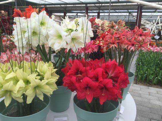 RC_Amaryllis's tweet photo. Royal Colors #Amaryllis #event:

Amazing Amaryllis Parade at the Keukenhof – Netherlands
23 March till 21 May 2017 https://t.co/NGxnul3snx