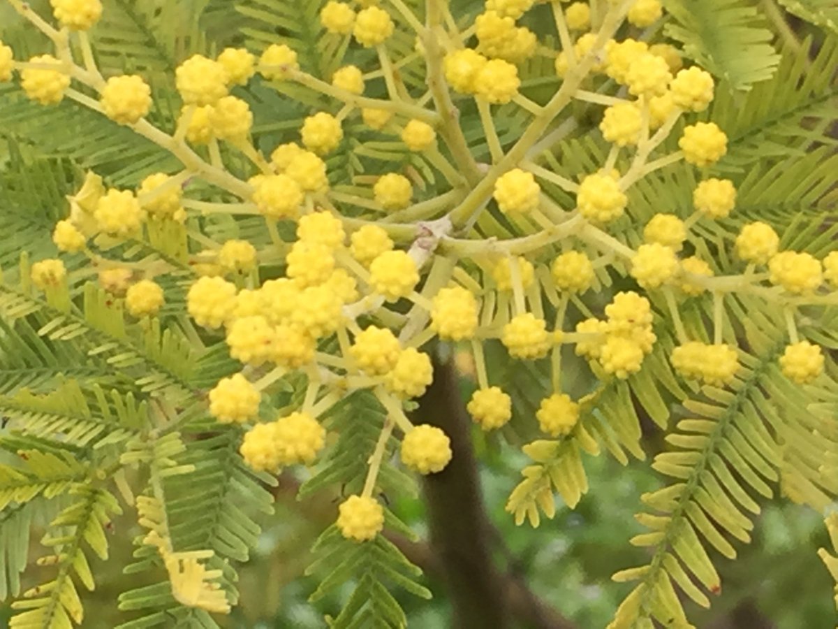 IFF's tweet photo. Mimosa is an ingredient that has been an eternal favorite of #perfumers. Discover why https://t.co/Km3EJgVByg #FuturePerfumers #SophieLabbe https://t.co/OB5u05MIV1