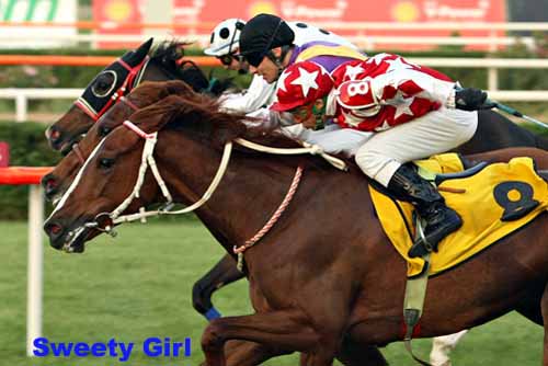 Trk_Tkc's tweet photo. Serdar Koşapınar's Listed winner SWEETY GIRL (Trapper) is booked to @_SMART_ROBIN_ (Deep Impact) for 2017 breeding season https://t.co/adN4W7jGMS