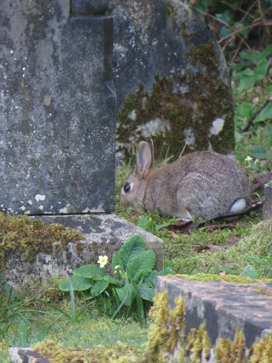 Gerrypod's tweet photo. Down on #churchisland #ynystysilio this morning communing with the bunnies... https://t.co/QRuMBJ05rd
