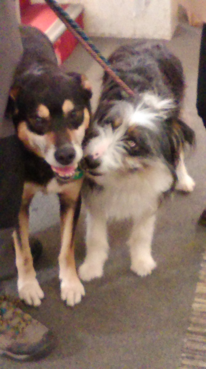 Brotherly love among the National Search and Rescue Dog Association dogs today at #Mountainaid #skillsforthehills