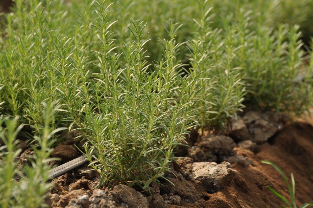 CentralMarket's tweet photo. Elevate your meal with fresh herbs from Texas soil! #HerbFest #HerbCo #RiceTX https://t.co/x2ctXGibfY