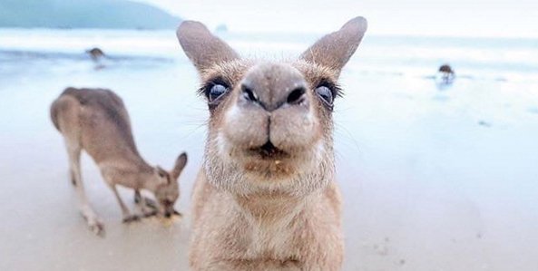 How to tour Australia on $35 a day. Includes transport, accommodation and lots of fun! #travel #vanlife #explore