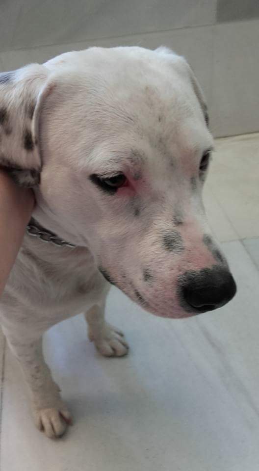 Perro encontrado hoy sobre 14:00 por 1 amiga en Avda Raza d sevilla. Estaba cruzando ctra. y lo ha recogido. Difundir a ver si aparece dueñ@