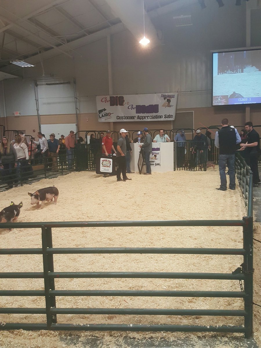 TeamPurebred's tweet image. Pig sift time #gobigorgohome @PBGPIGS @tedlaird