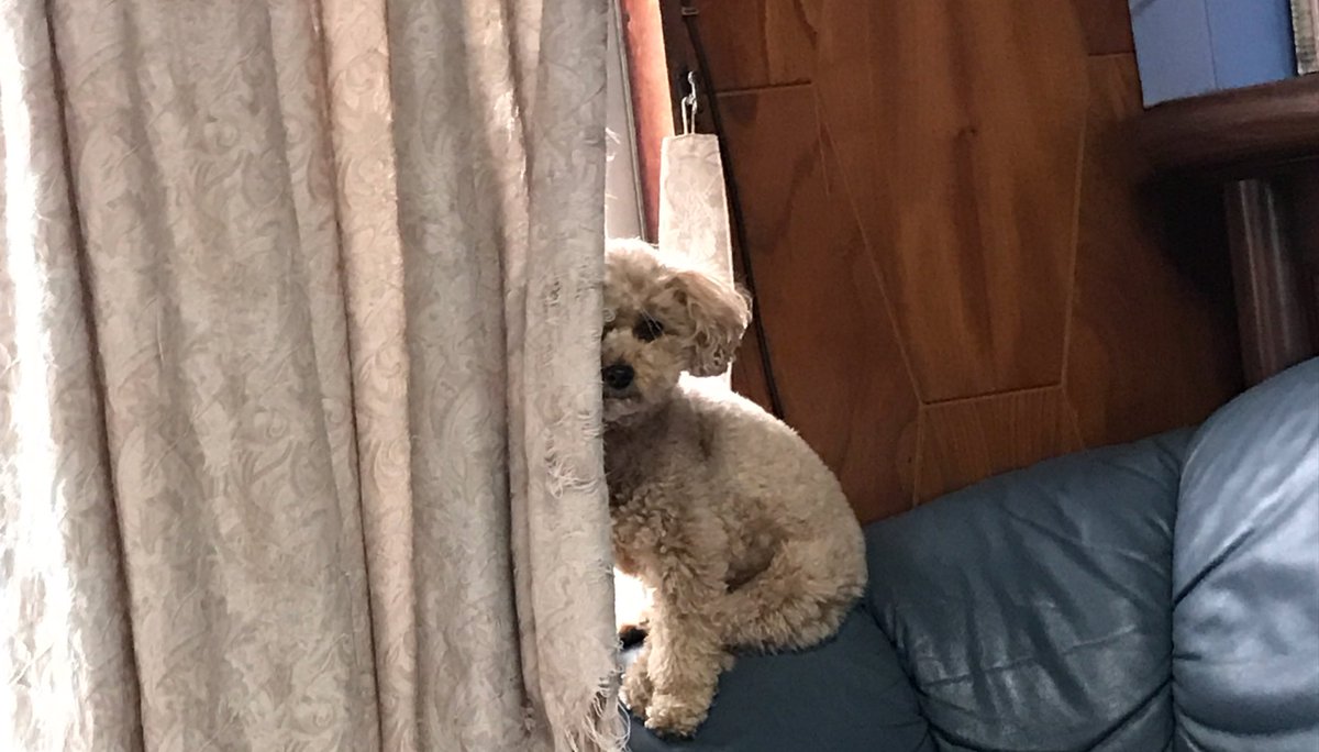 amamina37's tweet photo. 愛犬は見た https://t.co/2edkJRImGG