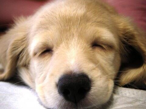 可愛いペットたち Kawai Pet Twitter 可愛いペットたち Kawai Pet Twitter