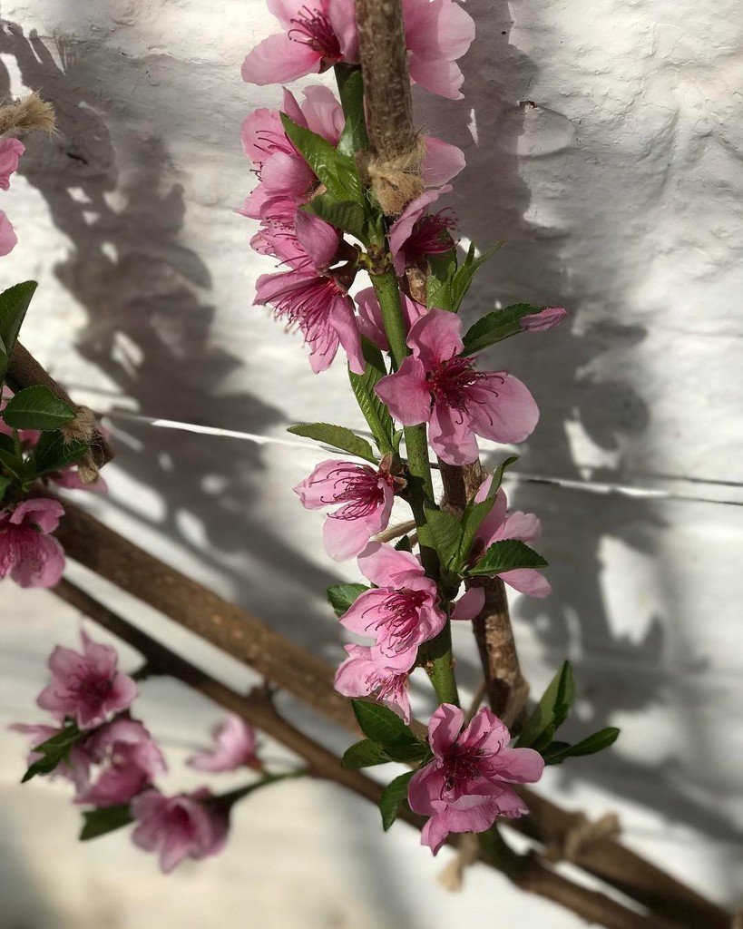 picknmixplants's tweet photo. Peach blossom in the hothouse at Calke Abbey 🌸 #calkeabbey #peachblossom #blossom #picknmi… https://t.co/Gp54ndYUMN https://t.co/cILVj9GItH
