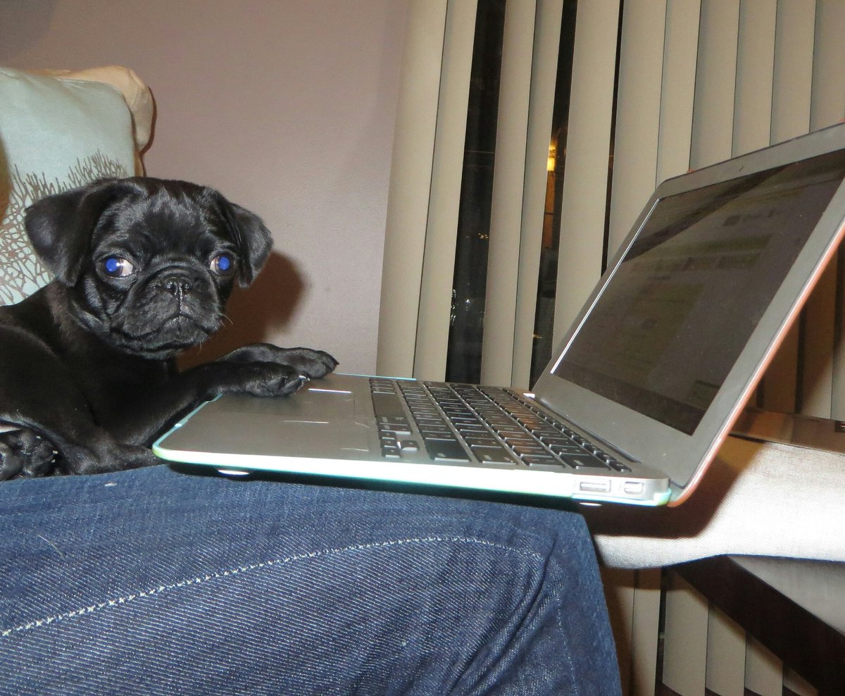 PaddingtonPug's tweet photo. I'm a MAC #iPood #pokerface #doglife #sanka #pug #pugs #macbookair #chewy #puppies #comicrelief  #adorable #saturdaymorning @Apple @Chewy https://t.co/jVefok47gX