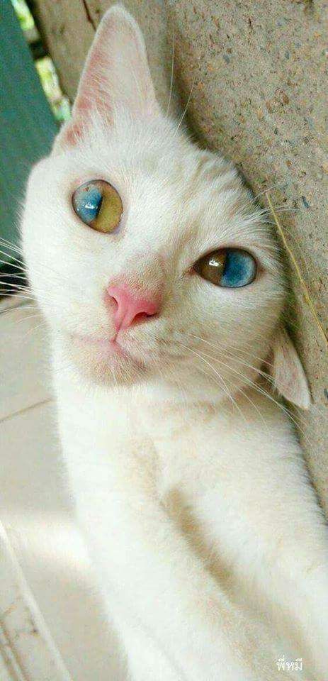 Those eyes