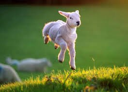 CornwallFRS's tweet image. Don&apos;t forget the clocks change this weekend! They #Spring forward on Sunday morning at 1am. So spring up like a lamb and #TickTockTest!