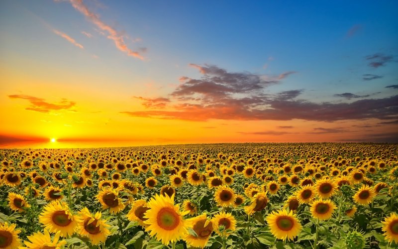puzzlesdiarios's tweet photo. Juega al puzzle: Puesta de sol y girasoles https://t.co/wuVHSWNn1r https://t.co/pitLha7STm
