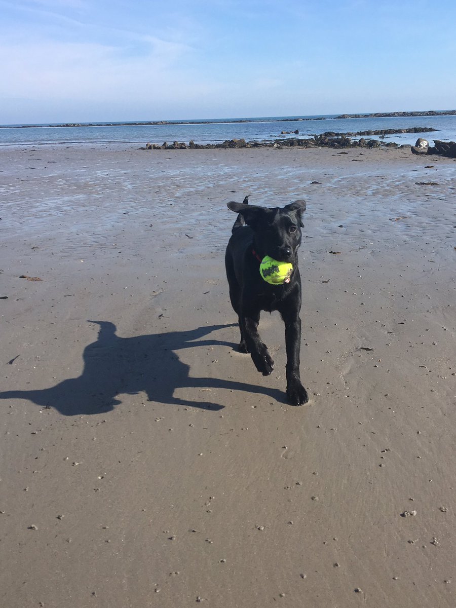 LynCarson_PwC's tweet photo. Blues skies in NI #beachlife puppy love ☀️ https://t.co/ZmICmXnrl0