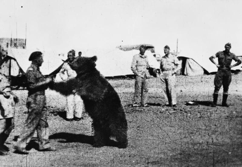 CultureTrip's tweet photo. Meet the joyful warrior,  a bear who helped the Polish in WWII https://t.co/xcj6AcUPQK https://t.co/vHE0k9XTXY