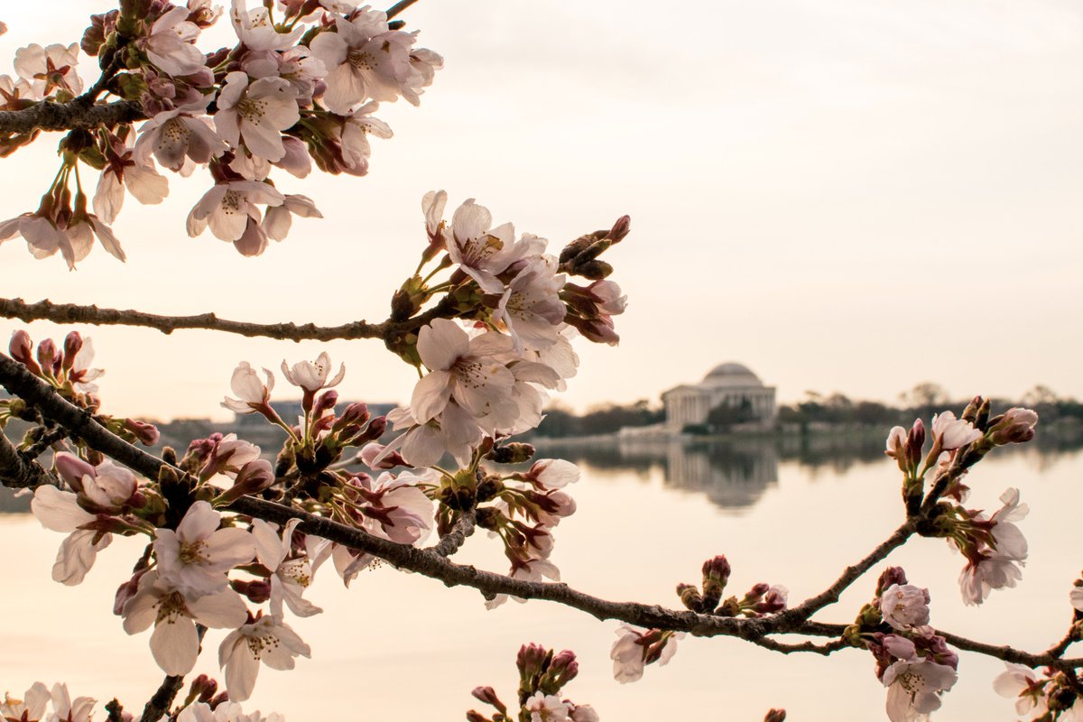 norahpatrick's tweet photo. All things considered, the cherry blossoms held up pretty well! @capitalweather #CherryBlossomDC https://t.co/6IOMPeuOnl