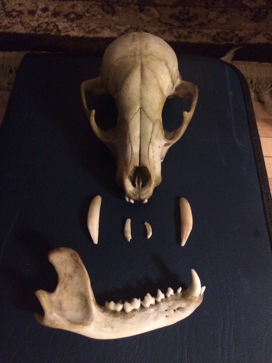 AthenaGubbe's tweet photo. Cleaned this coon up last week. Found it on me birthday #vultureculture #raccoonskull https://t.co/6fSMuGKv3y