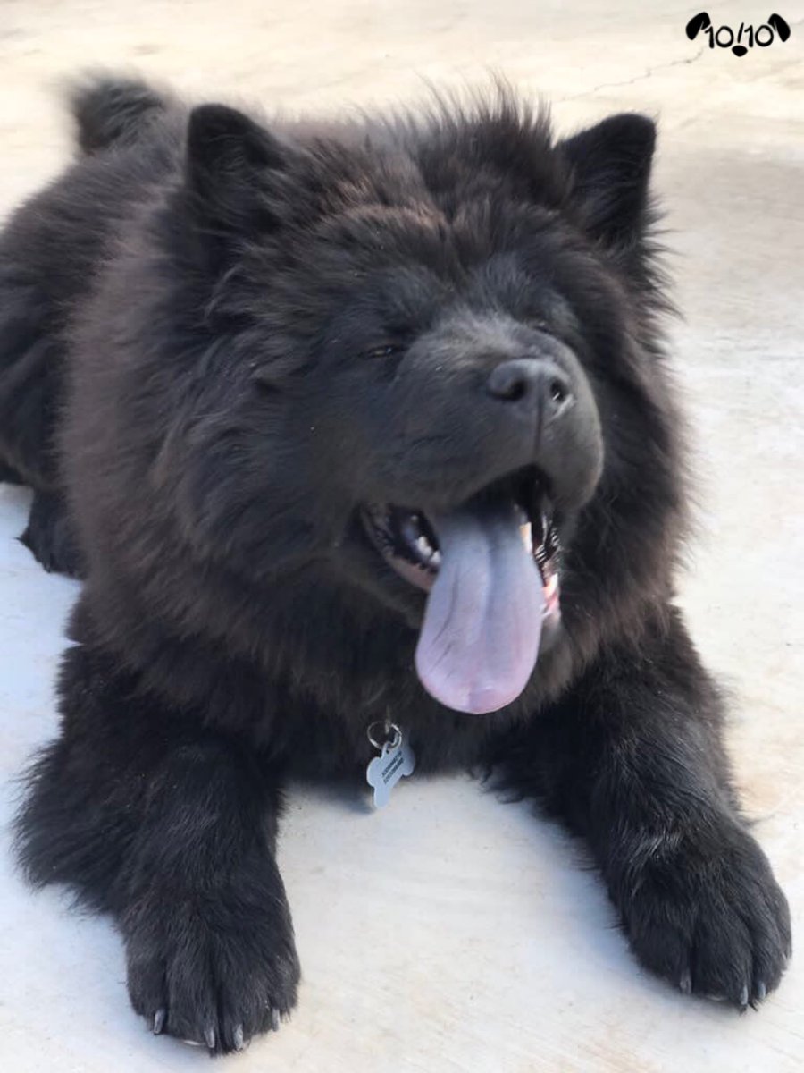 Send a dog. Send a dog