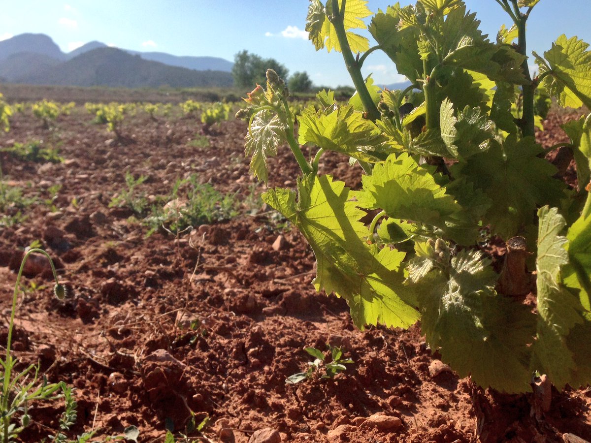 omarinoviedo's tweet photo. Ya las #viñas mas jóvenes en #brotación empiezan a llevarle la delantera a las mayores. #Xaló #Llíber #MarinaAlta @Vinos_ALICANTE #Enotion https://t.co/4EtWEEszyz
