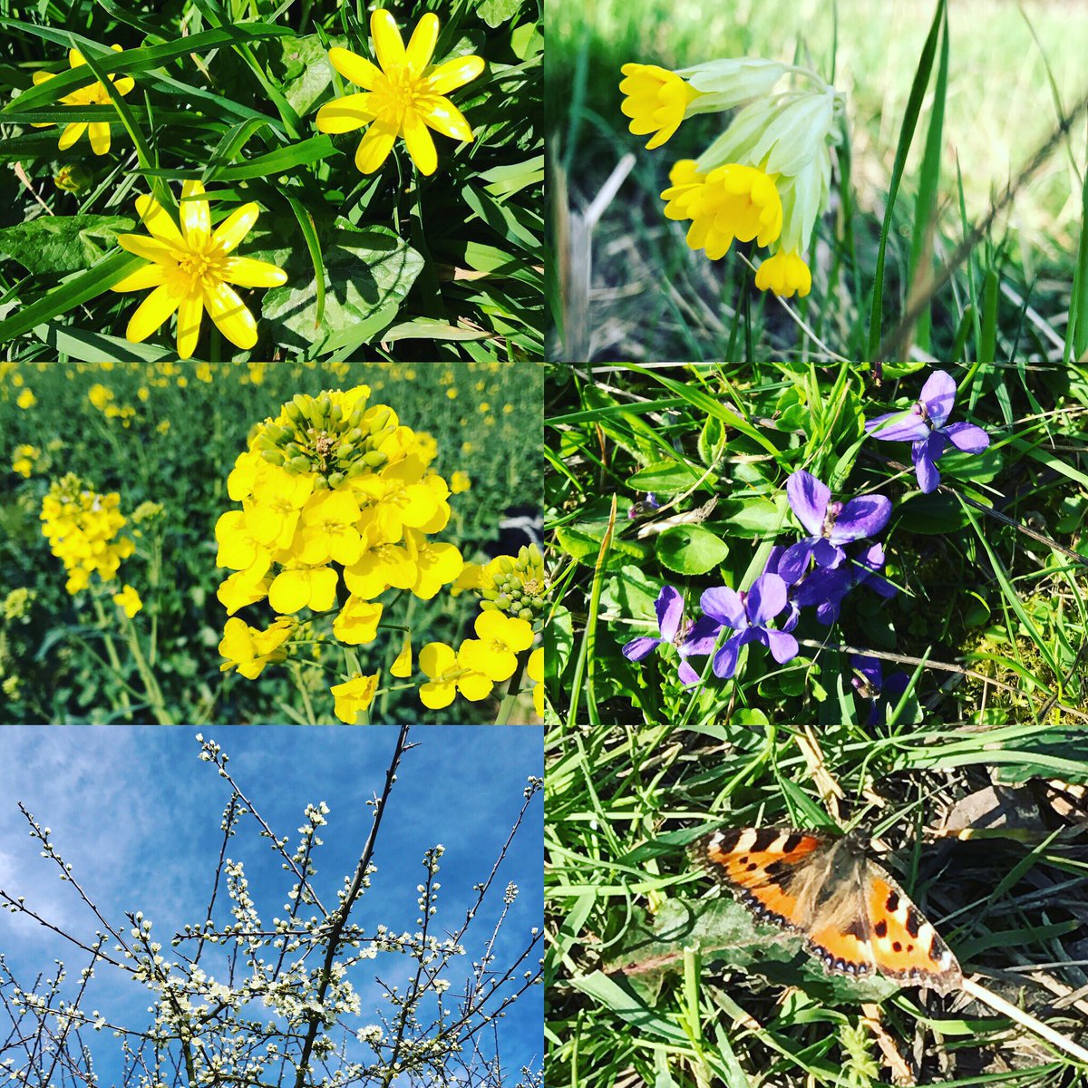 chatclc's tweet photo. #spring #explosion #Butterflies #wildflowers #smalltortioseshell #cowslip #oilseedrape #downhead #backbritishfarming #savesparkfordvale πΌπΈπ± https://t.co/2lNTOYENSX