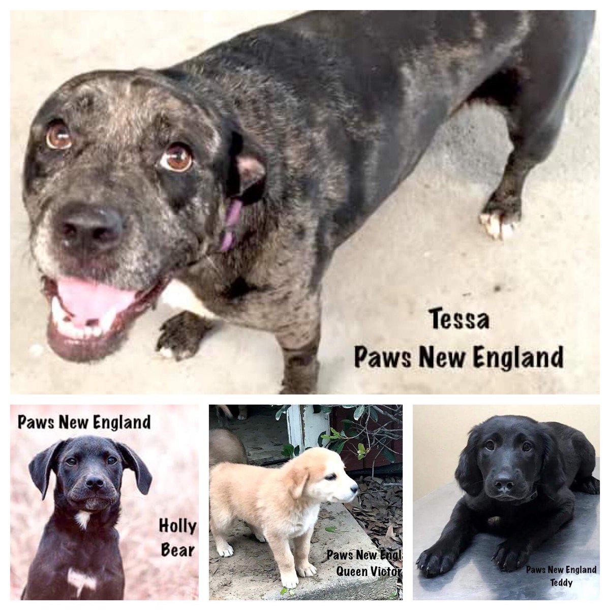 PAWSNewEngland's tweet photo. These pups and so many more will be attending a special #adoption event tomorrow! More info on our fb page. #AdoptDontShop https://t.co/eJMIds2bcC