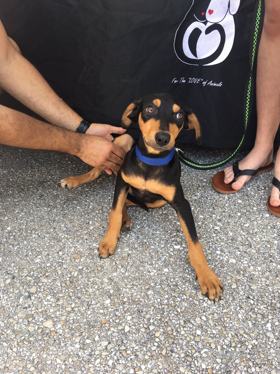 LoggerheadMC's tweet photo. This little pup was just adopted at #TurtleFest2017 #furyfriends https://t.co/rEcbigLznr