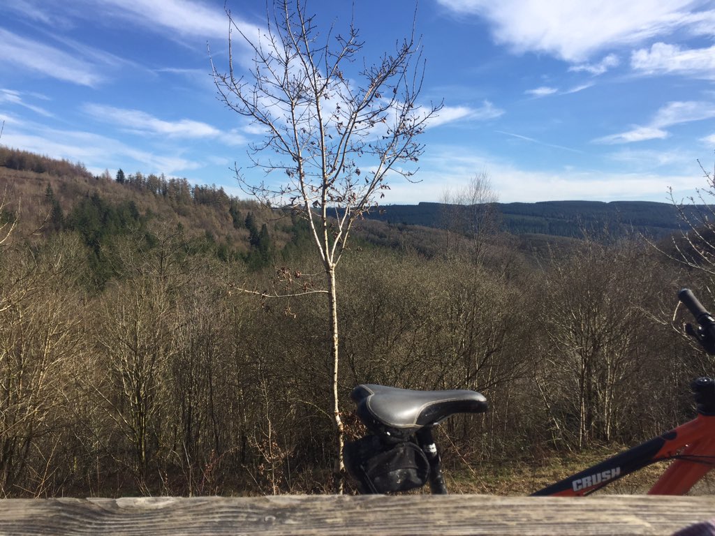 SpiralIndigo's tweet photo. Lovely day in #Brechfa forest 🌳 🚲 ☀️ https://t.co/XNJ8fj57dk